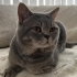 3 yaşındaki erkek whiskas cinsi kedimize yuva arıyoruz fotoğraf