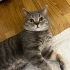 3 yaşındaki erkek whiskas cinsi kedimize yuva arıyoruz fotoğraf