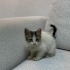 2 aylık minik yavru fotoğraf