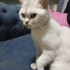 Gölgeli beyaz renkli, güzel bir kedi. fotoğraf
