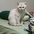 Gölgeli beyaz renkli, güzel bir kedi. fotoğraf