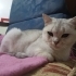 Gölgeli beyaz renkli, güzel bir kedi. fotoğraf