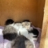 2 haftalık 5 yavru kedi acil yuva arıyor fotoğraf