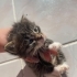 2 haftalık 5 yavru kedi acil yuva arıyor fotoğraf