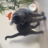 British Yavru Kedi fotoğraf