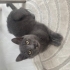 British Yavru Kedi fotoğraf