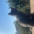 British Yavru Kedi fotoğraf