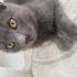 British Yavru Kedi fotoğraf