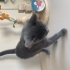 British Yavru Kedi fotoğraf