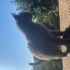 British Yavru Kedi fotoğraf
