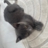 British Yavru Kedi fotoğraf