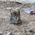 2 AYLIK 6 ADET YAVRU KEDİYE ÖMÜRLÜK YUVA ARIYORUZ fotoğraf
