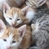 2 AYLIK 6 ADET YAVRU KEDİYE ÖMÜRLÜK YUVA ARIYORUZ fotoğraf