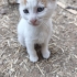 2 AYLIK 6 ADET YAVRU KEDİYE ÖMÜRLÜK YUVA ARIYORUZ fotoğraf
