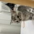 2.5 aylık erkek kedi annesi british shorthair fotoğraf