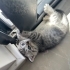 2.5 aylık erkek kedi annesi british shorthair fotoğraf