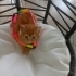 COK BEYEFENDİYİM  Alex fotoğraf