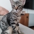 Tırmalamaz, ısırmaz, çok uysaldır. Whatsaptan yazın lütfen fotoğraf