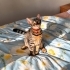 Tırmalamaz, ısırmaz, çok uysaldır. Whatsaptan yazın lütfen fotoğraf