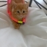 ŞEKER  KEDİCİK. Alex fotoğraf