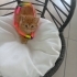 ŞEKER  KEDİCİK. Alex fotoğraf