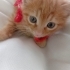 ŞEKER  KEDİCİK. Alex fotoğraf