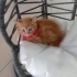 ŞEKER  KEDİCİK. Alex fotoğraf