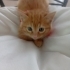 ŞEKER  KEDİCİK. Alex fotoğraf