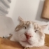 Kaymak yuva arıyor insan canlısı, sürekli gurlar. Whatsaptan yazın lütfen fotoğraf