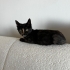 Ön patisi ampute edilen minik şans perisi fotoğraf