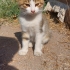 Yavru Sokak Kedisi 2 fotoğraf