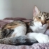 Calico acil yuva arıyor, uysal oyuncu insan canlısıdir . whatsaptan yazın lütfen fotoğraf