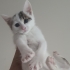 DİŞİ VE ERKEK MİNİ MİNİ VAN MELEZLERİ..!! fotoğraf