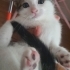DİŞİ VE ERKEK MİNİ MİNİ VAN MELEZLERİ..!! fotoğraf