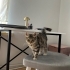 Eve giriyor, kendine yuva arıyor fotoğraf