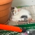 DİŞİ VE ERKEK MİNİ MİNİ CALİCO VAN MELEZLERİ fotoğraf