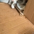 DİŞİ VE ERKEK MİNİ MİNİ CALİCO VAN MELEZLERİ fotoğraf