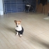 6 AYLIK JACK RUSSELL TERRİER..!! fotoğraf
