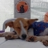 6 AYLIK JACK RUSSELL TERRİER..!! fotoğraf