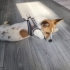6 AYLIK JACK RUSSELL TERRİER..!! fotoğraf