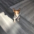 6 AYLIK JACK RUSSELL TERRİER..!! fotoğraf