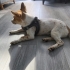 6 AYLIK JACK RUSSELL TERRİER..!! fotoğraf