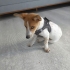 6 AYLIK JACK RUSSELL TERRİER..!! fotoğraf