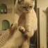 4-5 AYLIK SCOTTISH FOLD BLUE POINT.!! fotoğraf