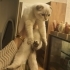 4-5 AYLIK SCOTTISH FOLD BLUE POINT.!! fotoğraf