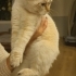 4-5 AYLIK SCOTTISH FOLD BLUE POINT.!! fotoğraf