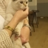 4-5 AYLIK SCOTTISH FOLD BLUE POINT.!! fotoğraf