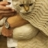 4-5 AYLIK SCOTTISH FOLD BLUE POINT.!! fotoğraf