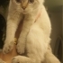 4-5 AYLIK SCOTTISH FOLD BLUE POINT.!! fotoğraf