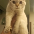 4-5 AYLIK SCOTTISH FOLD BLUE POINT.!! fotoğraf